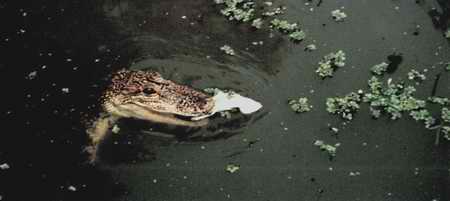 Krokodil in den Bayous von Louisiana